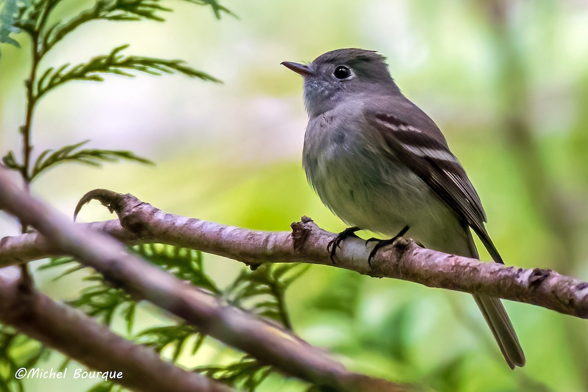 Hammond's Flycatcher - ML622048851