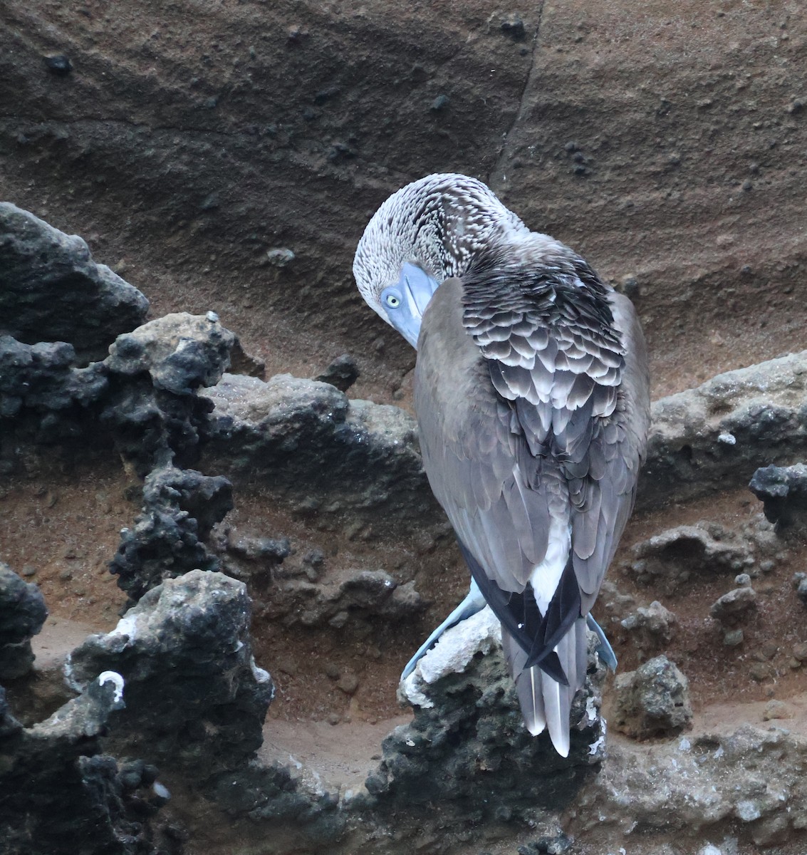 Blue-footed Booby - ML622048852