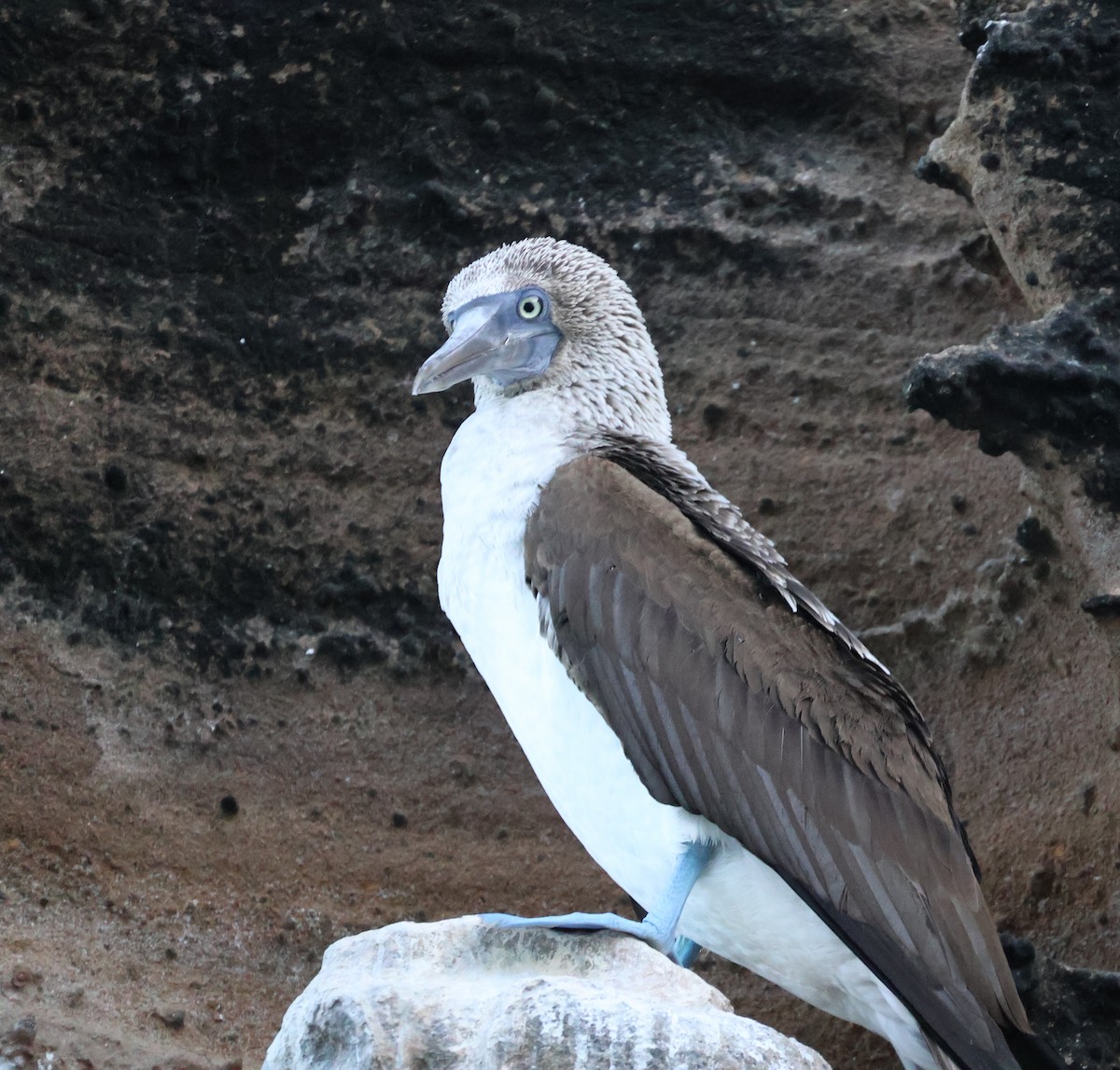 Blue-footed Booby - ML622048853