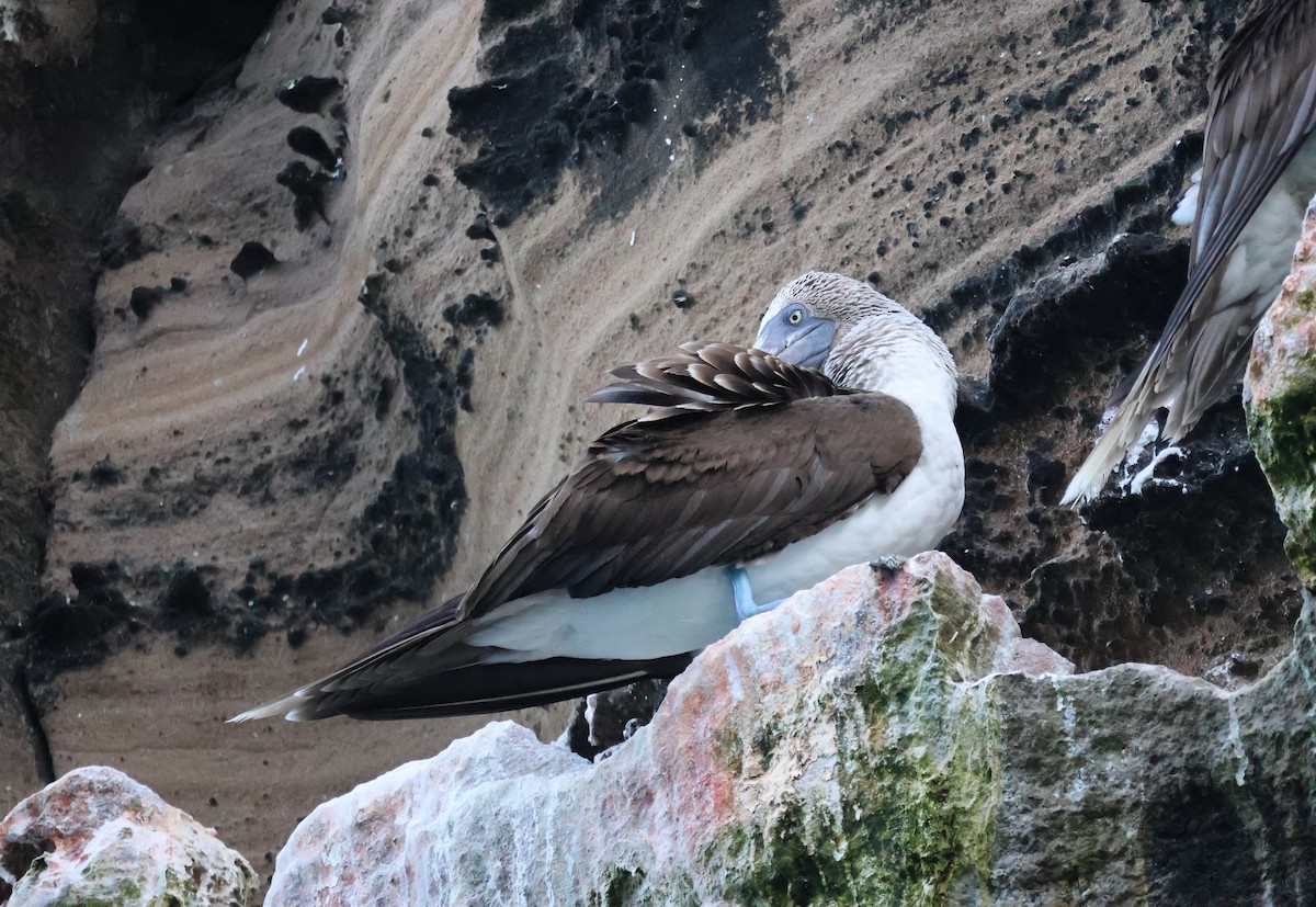 Blue-footed Booby - Judy Walker