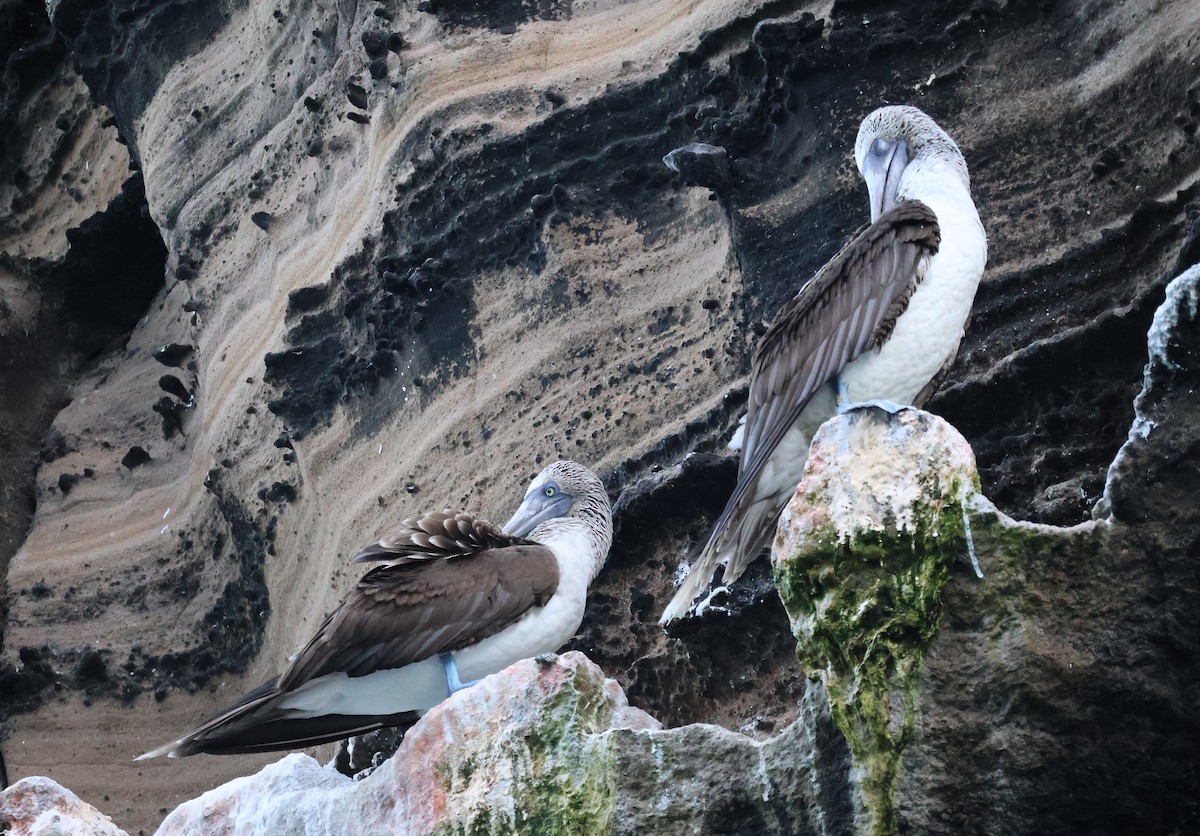 Blue-footed Booby - ML622048855