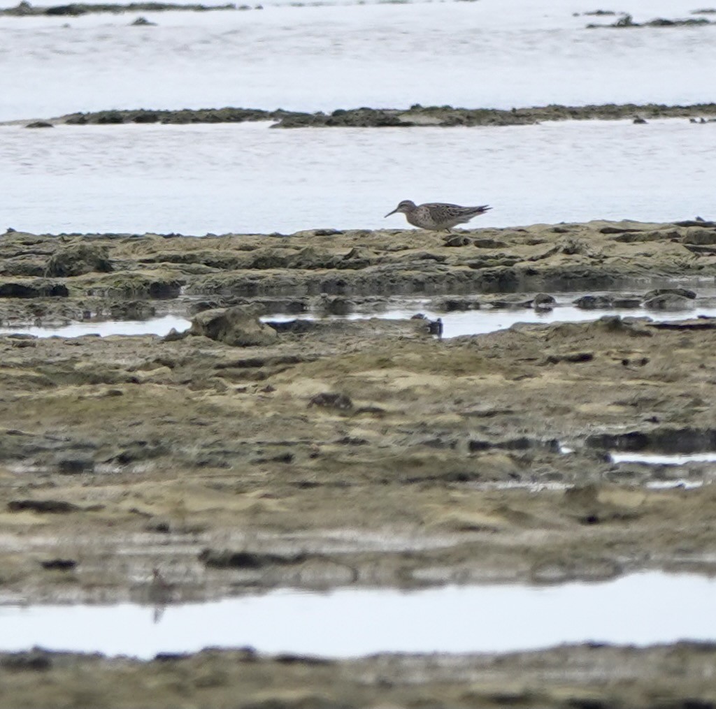 Sharp-tailed Sandpiper - Martin Kennewell