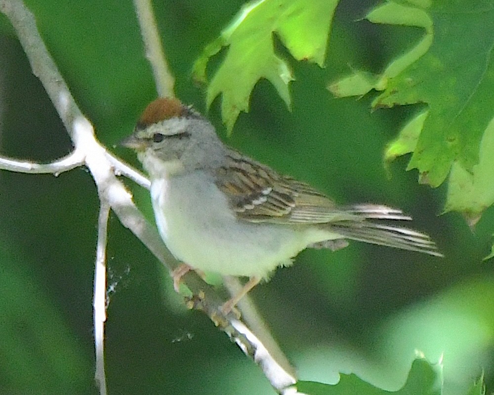 Chipping Sparrow - ML622048860