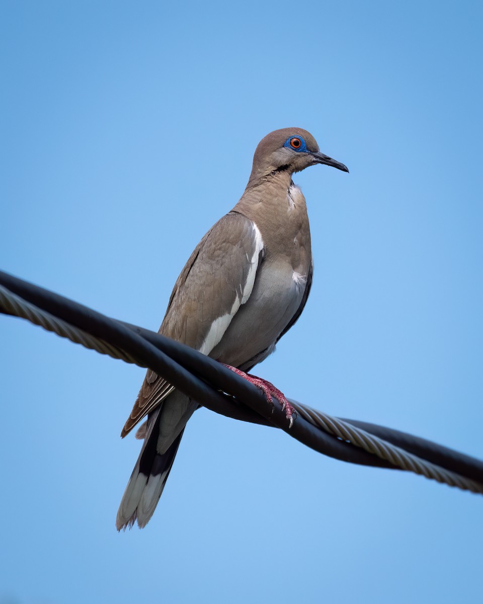 White-winged Dove - ML622048861