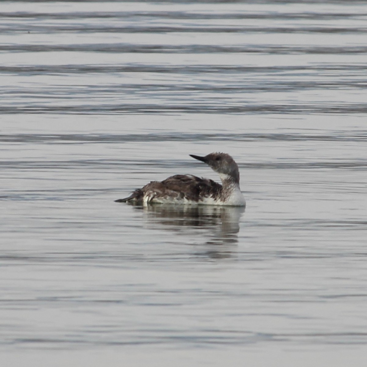 Red-throated Loon - ML622048864