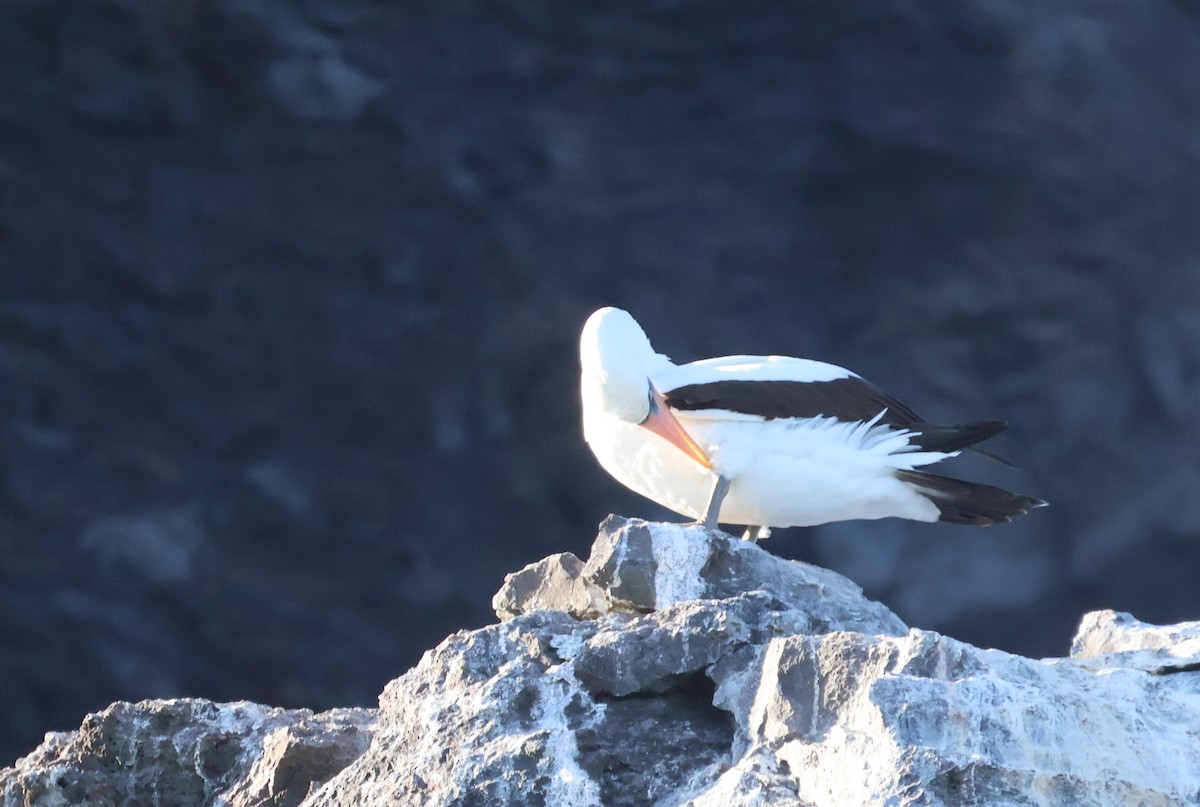 Nazca Booby - ML622048872