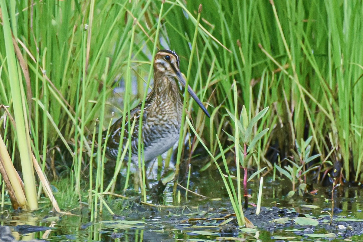 Wilson's Snipe - Garry Waldram