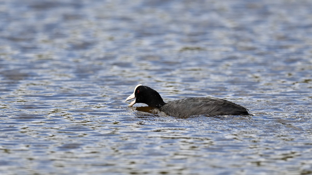 Hawaiian Coot - ML622048903