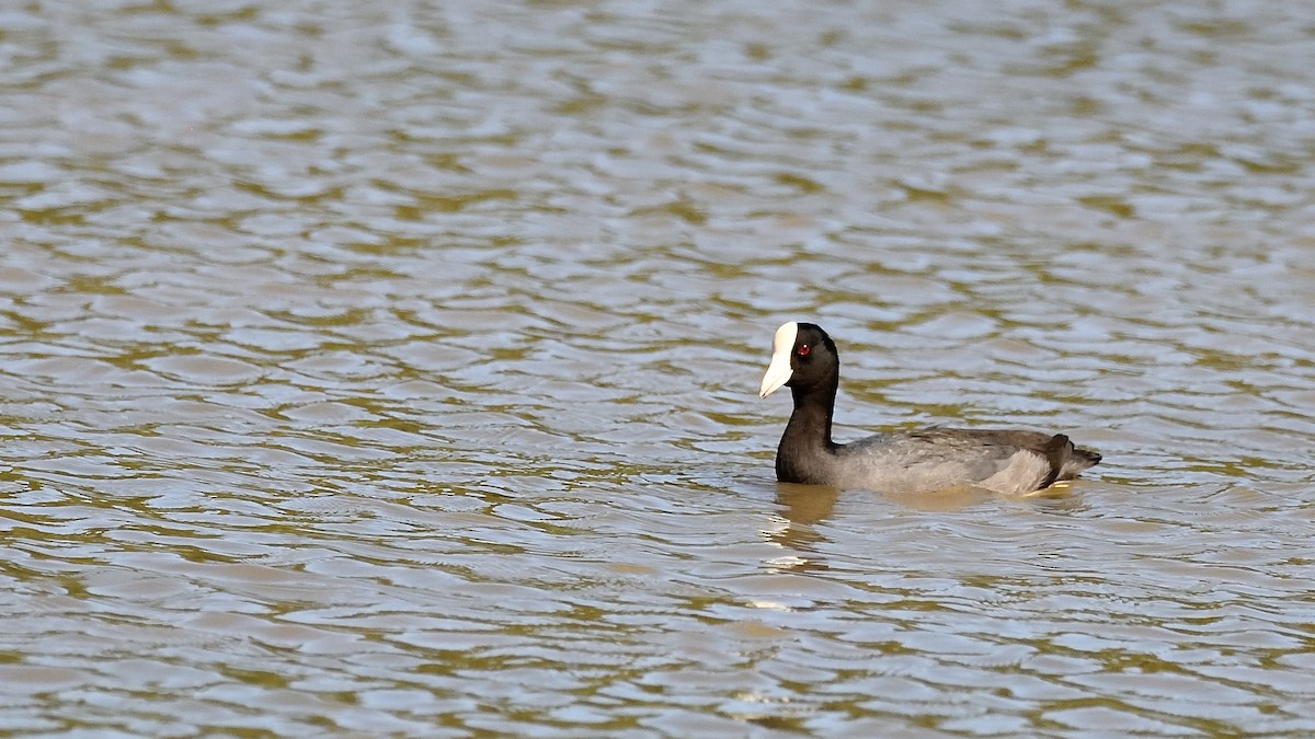 Hawaiian Coot - ML622048904