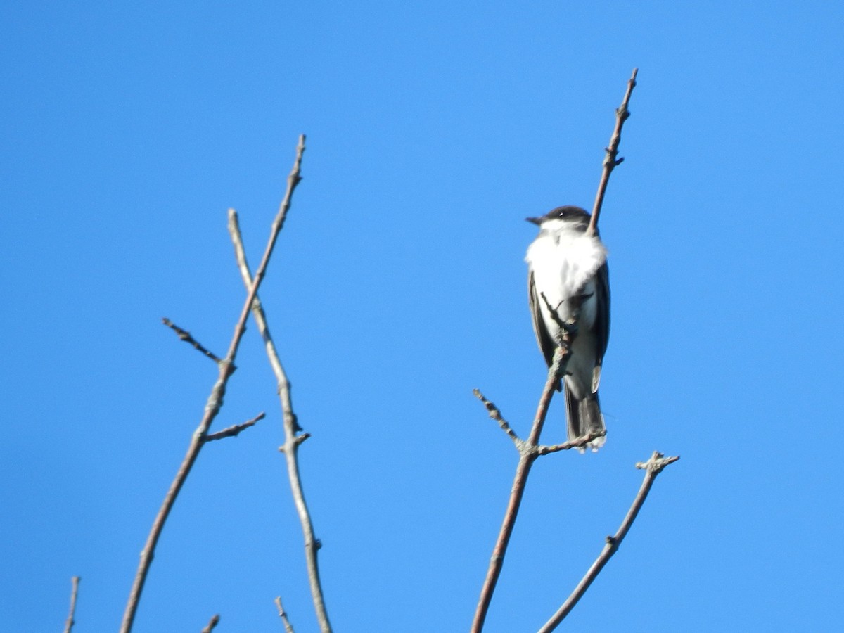 Eastern Kingbird - ML622048915