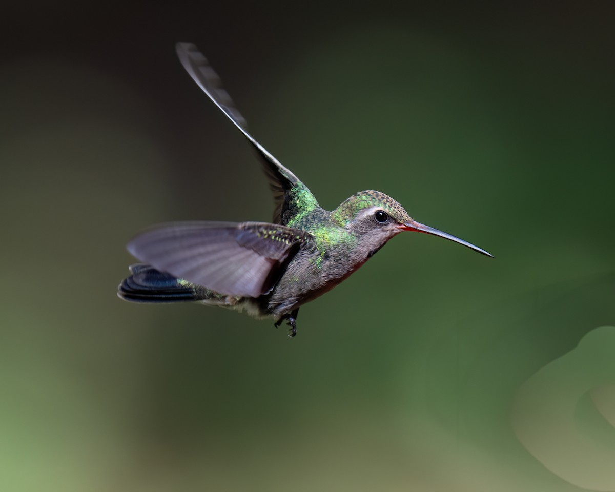 Broad-billed Hummingbird - Michael Roper