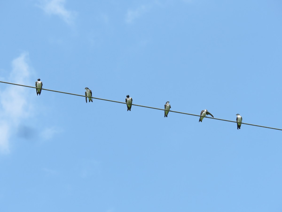 Tree Swallow - Duncan Woolston