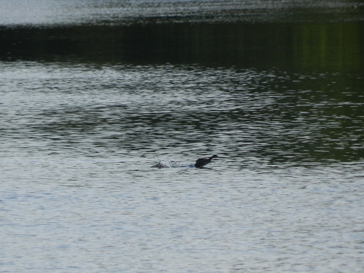 Pied-billed Grebe - ML622048925