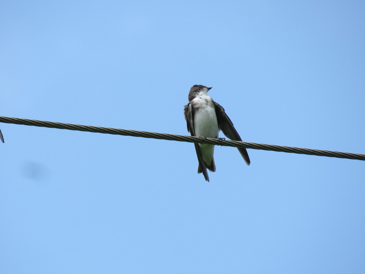 Tree Swallow - Duncan Woolston