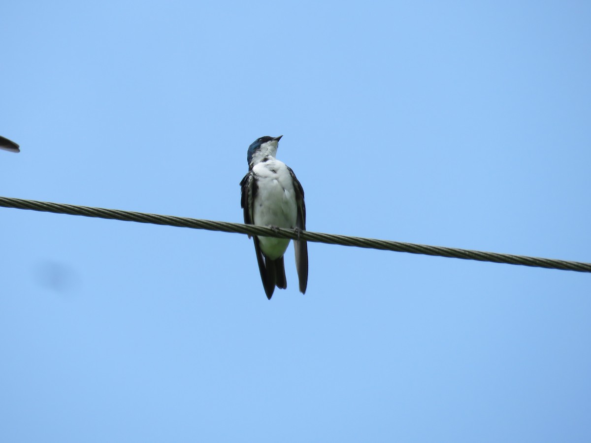 Tree Swallow - Duncan Woolston