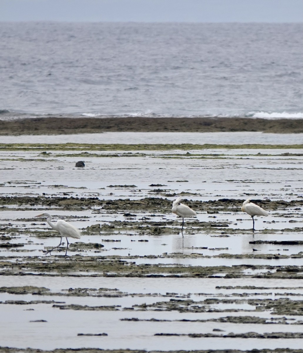 Great Egret - ML622048932