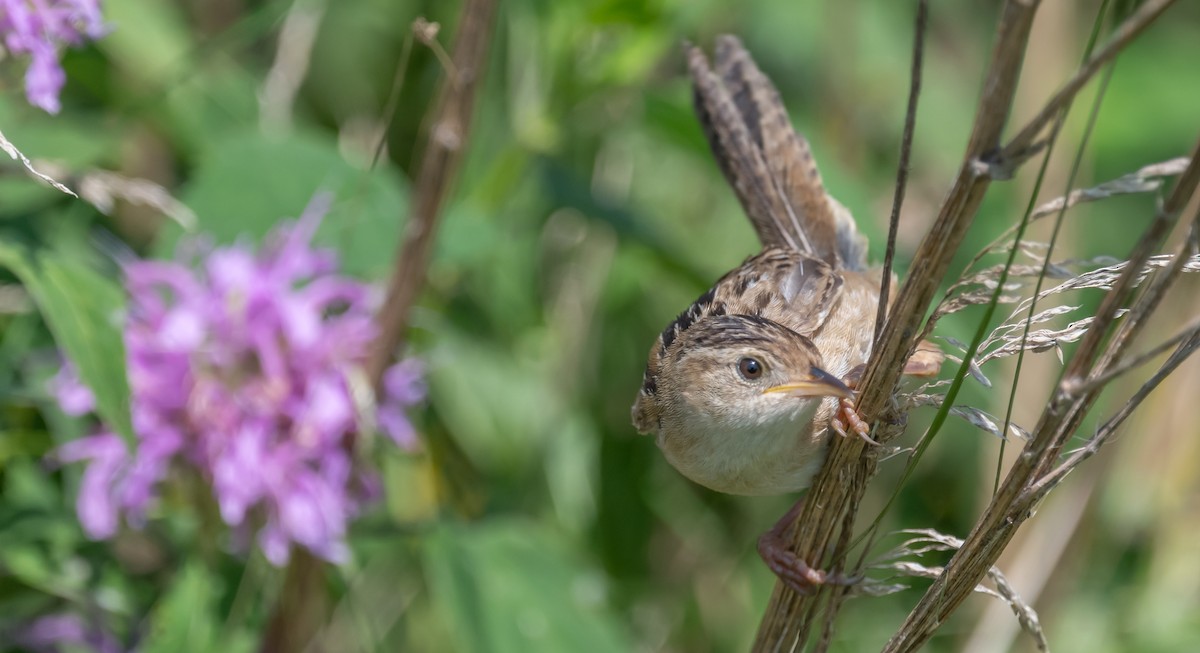 Sedge Wren - Ken Reinert