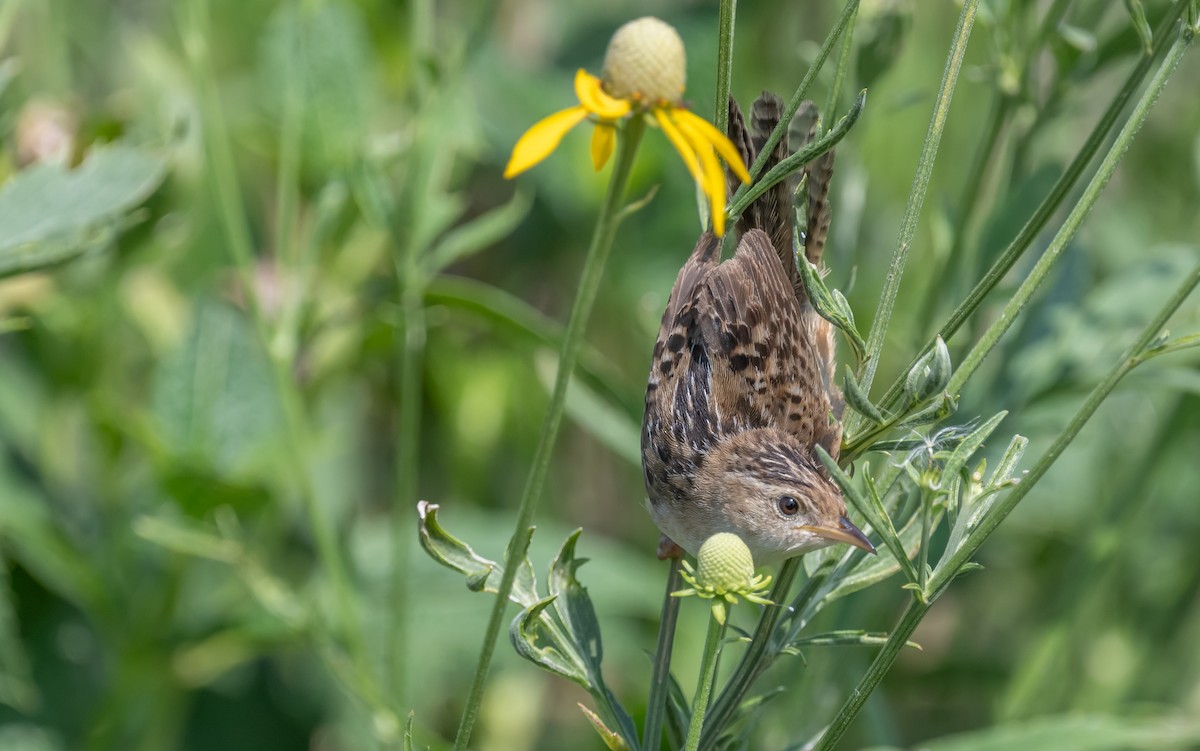 Sedge Wren - Ken Reinert