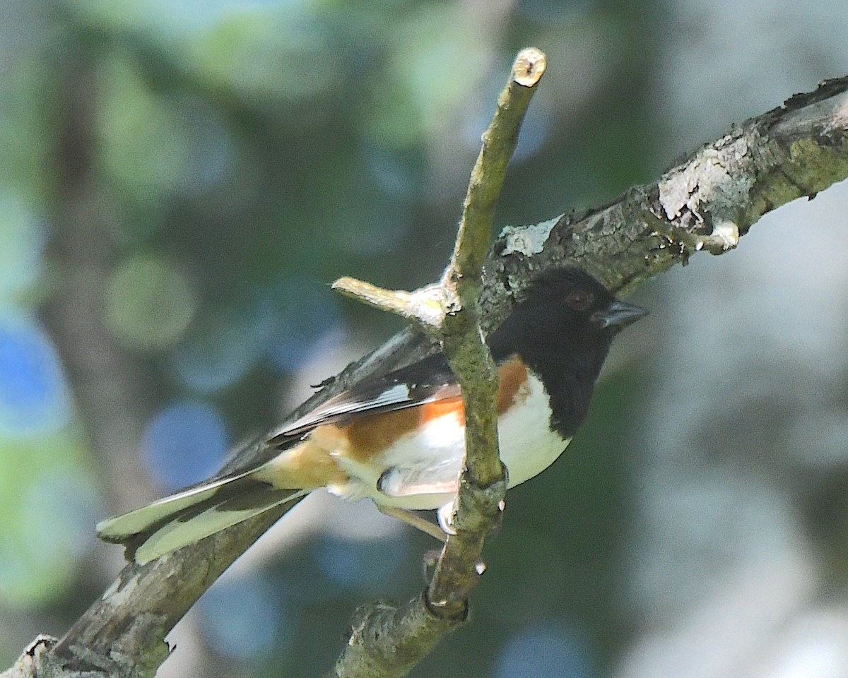 Eastern Towhee - ML622048935