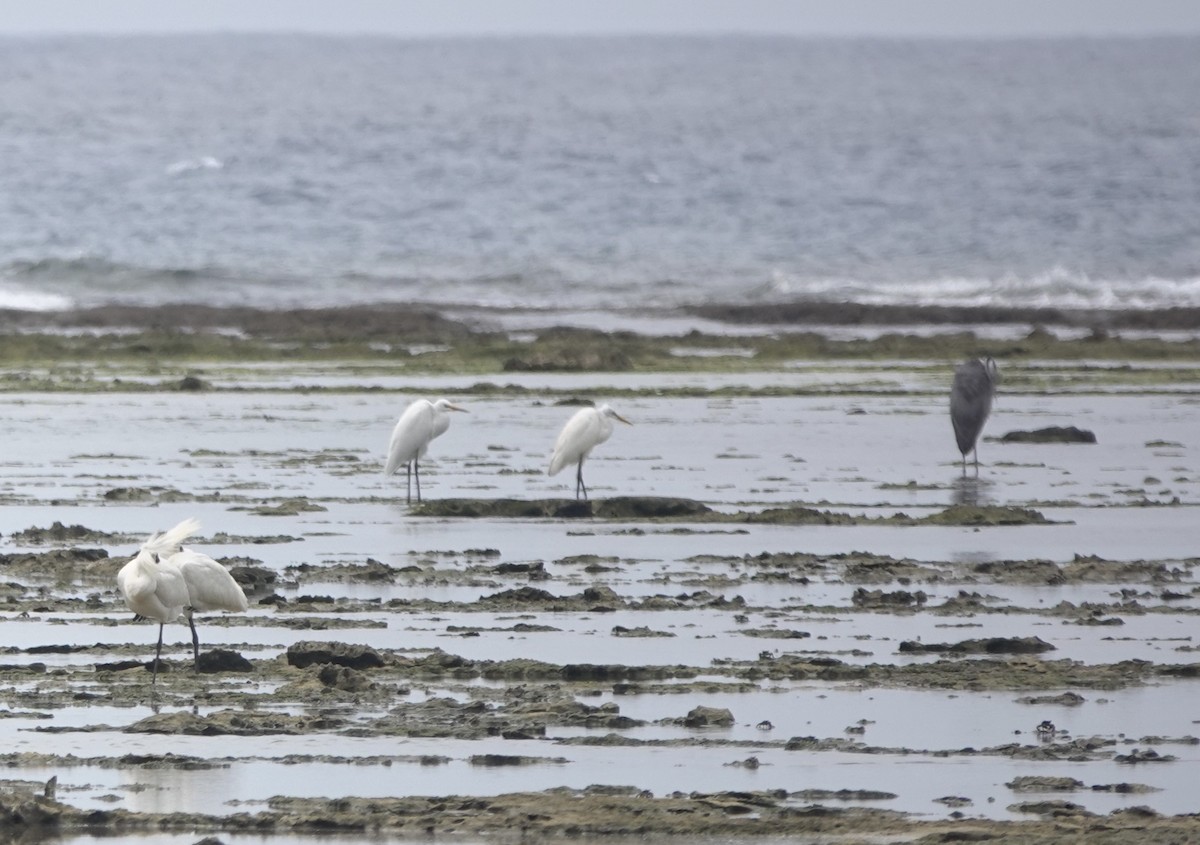 Gray Heron - Martin Kennewell