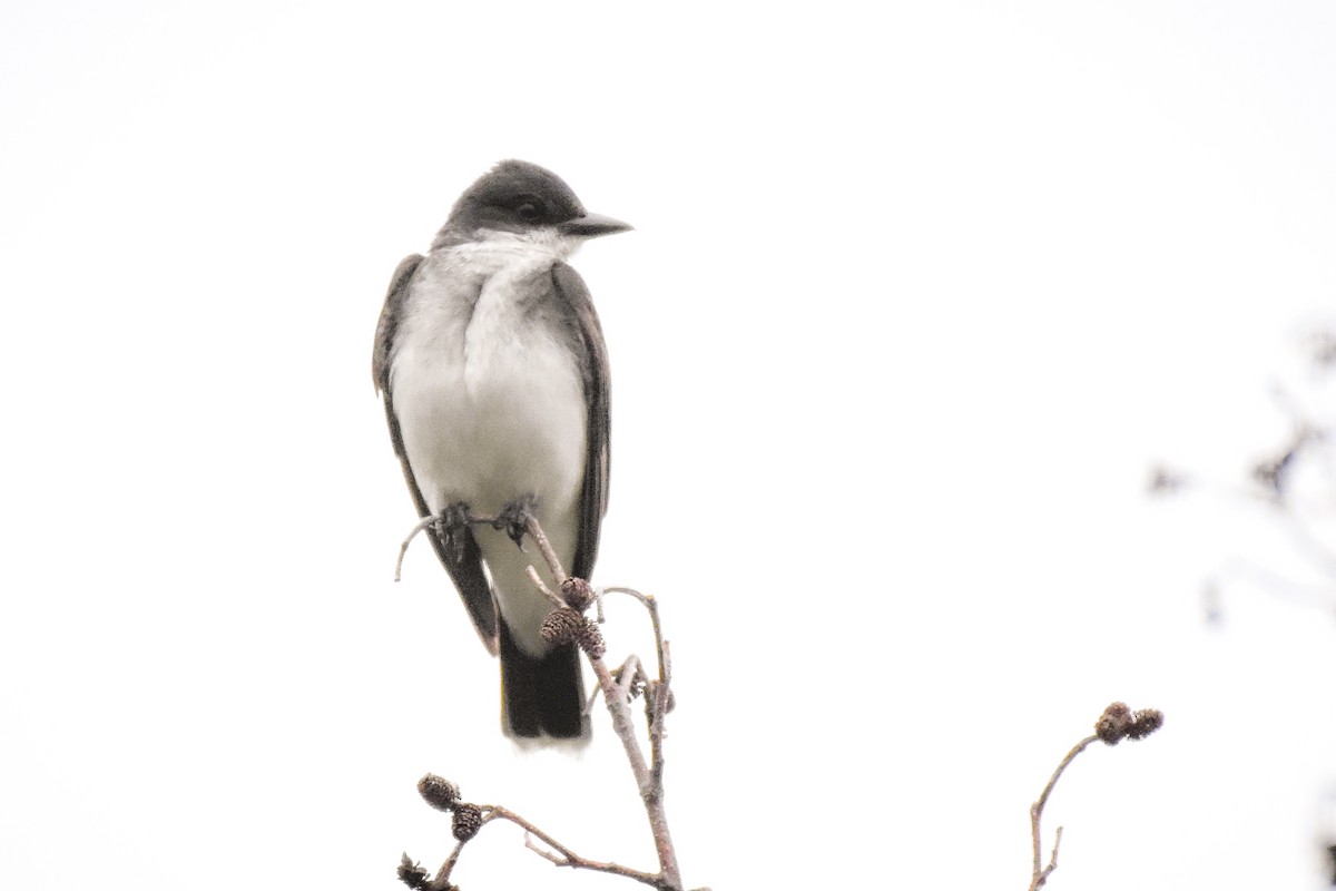 Eastern Kingbird - ML622048937