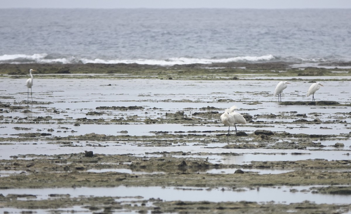 Great Egret - ML622048938