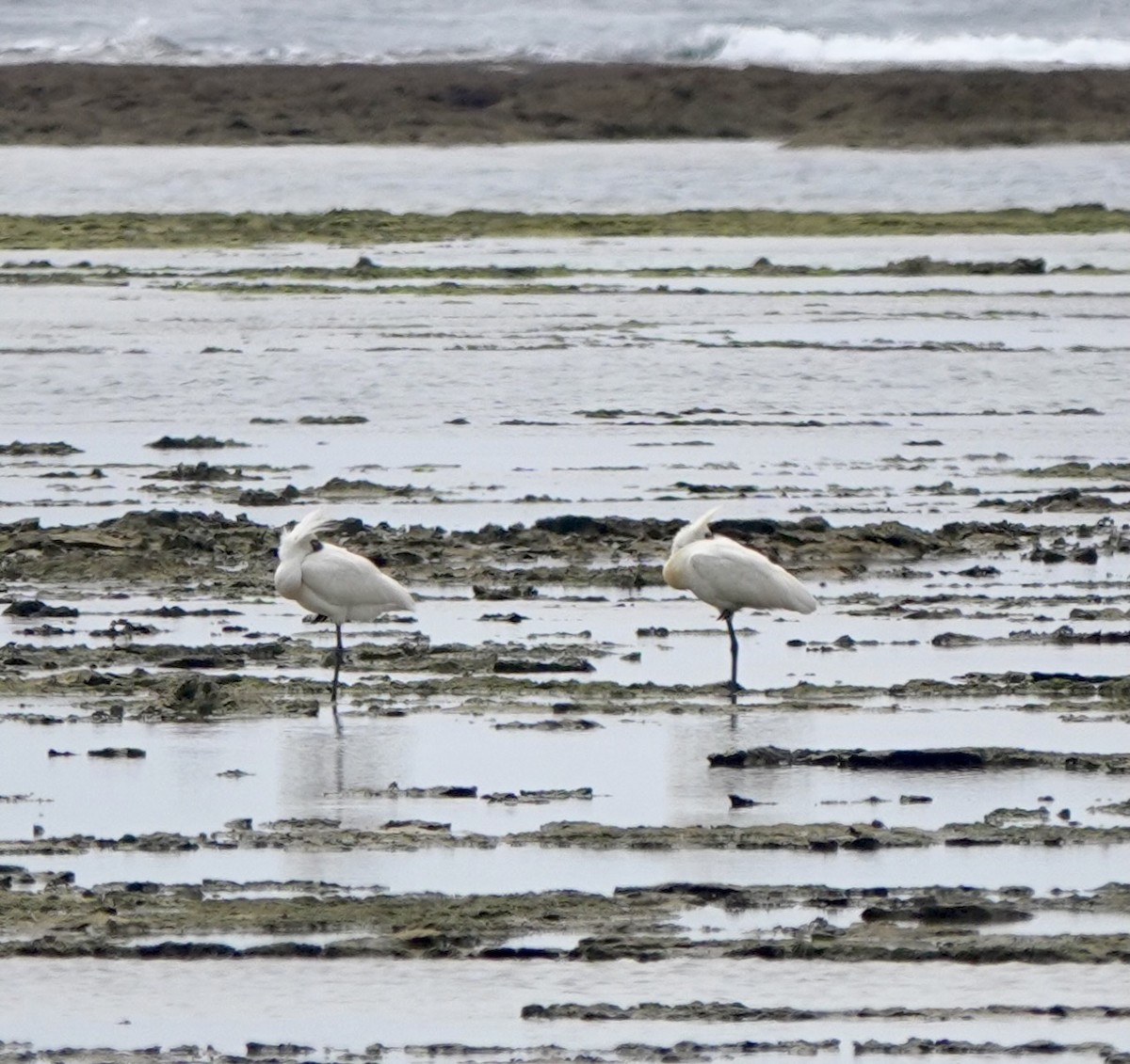 Black-faced Spoonbill - ML622048939