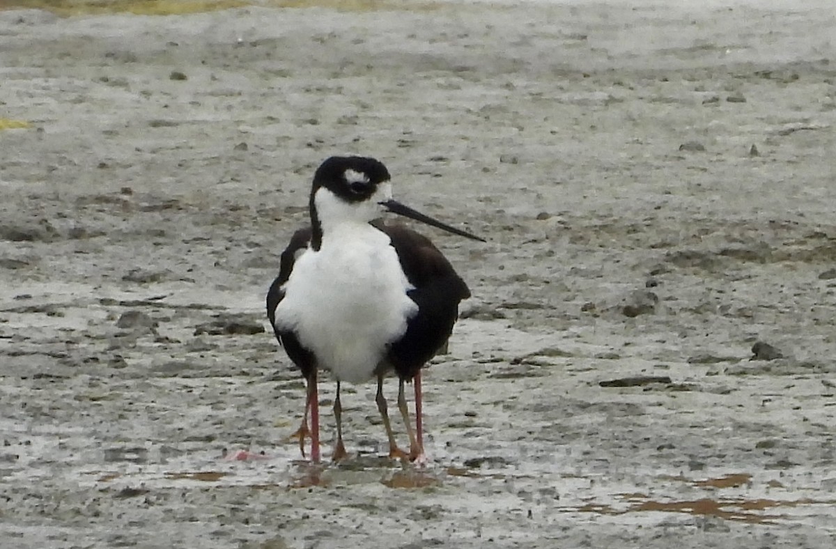 Black-necked Stilt - ML622048941