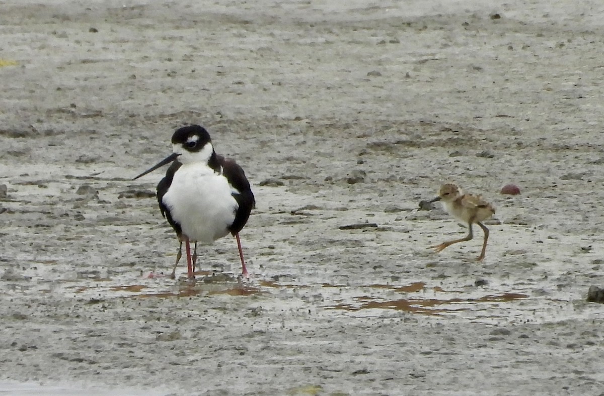 Black-necked Stilt - ML622048942