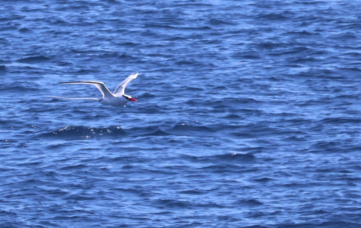 Red-billed Tropicbird - ML622048943