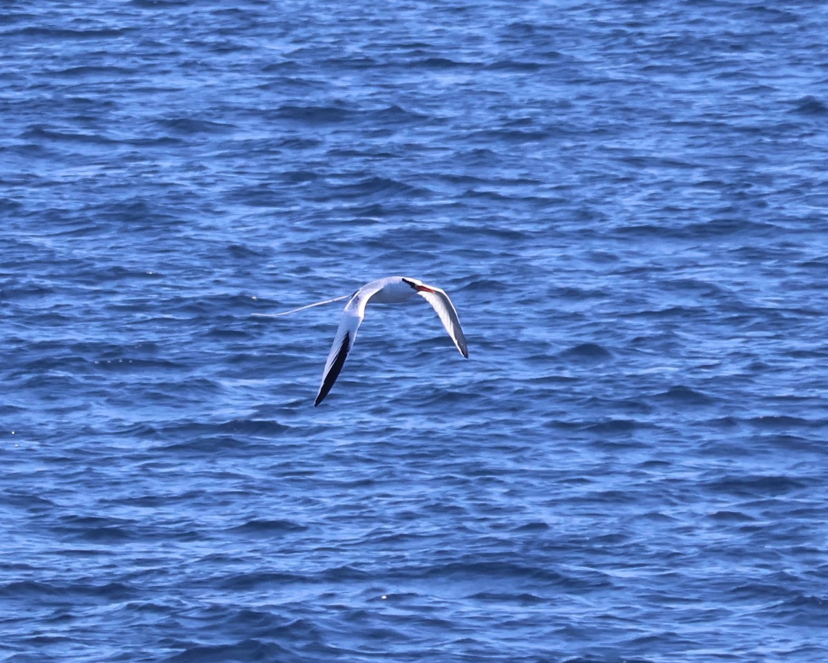 Red-billed Tropicbird - ML622048944