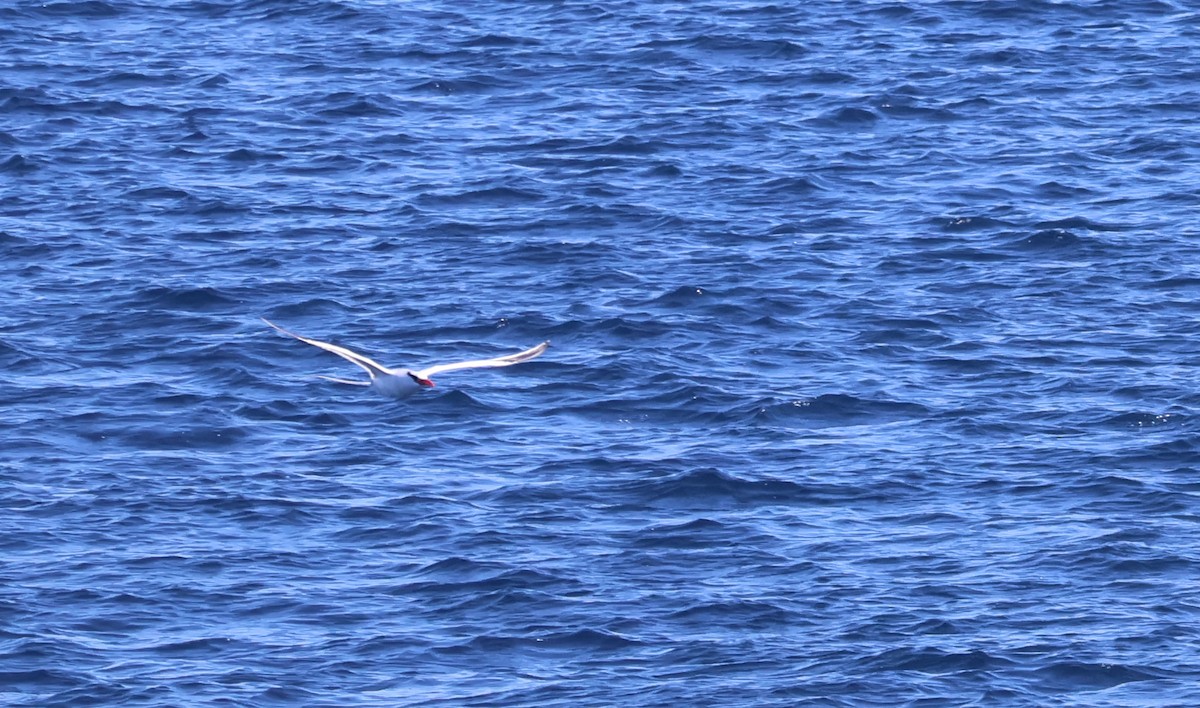 Red-billed Tropicbird - ML622048945