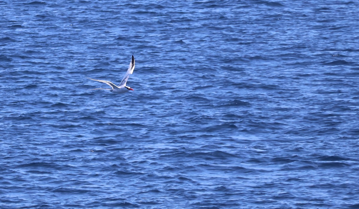 Red-billed Tropicbird - ML622048946