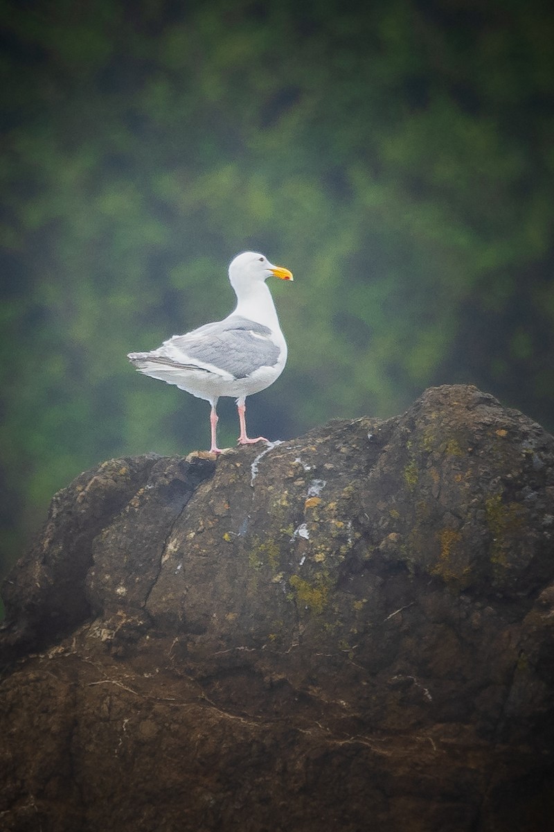 Glaucous-winged Gull - Jill Dale