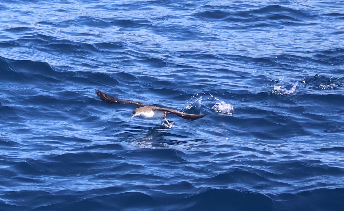 Galapagos Shearwater - Judy Walker