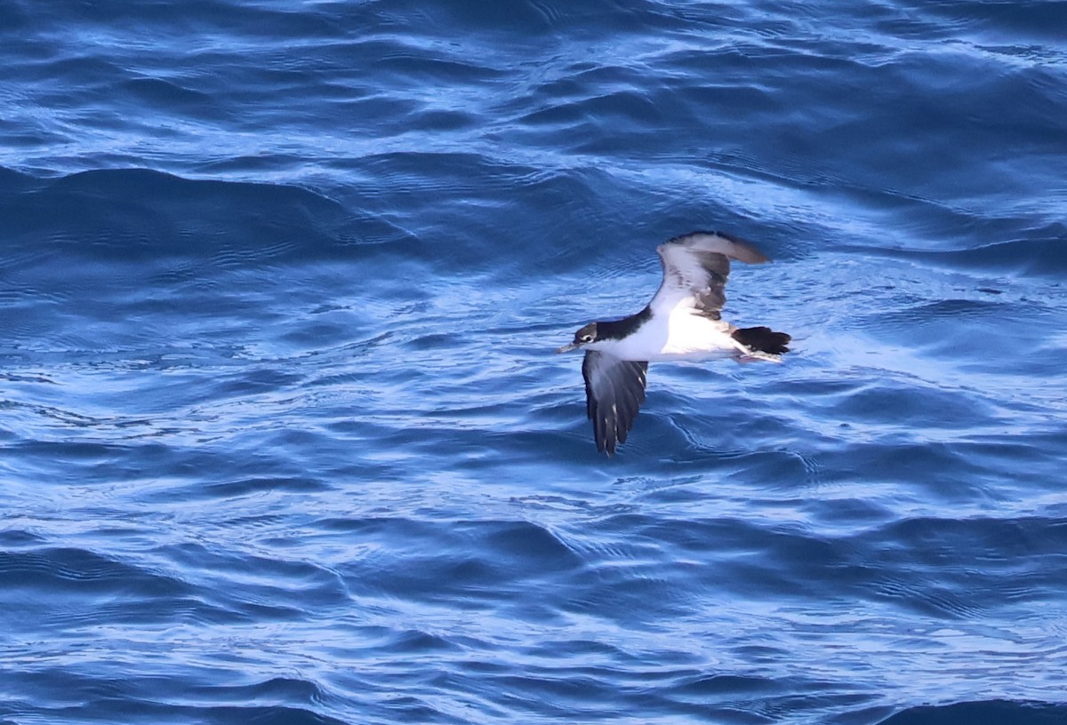 Galapagos Shearwater - ML622048957