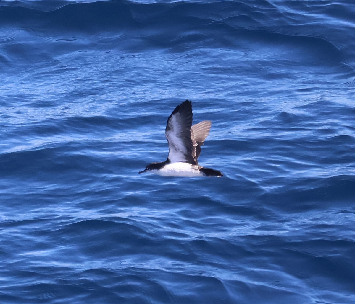 Galapagos Shearwater - ML622048958