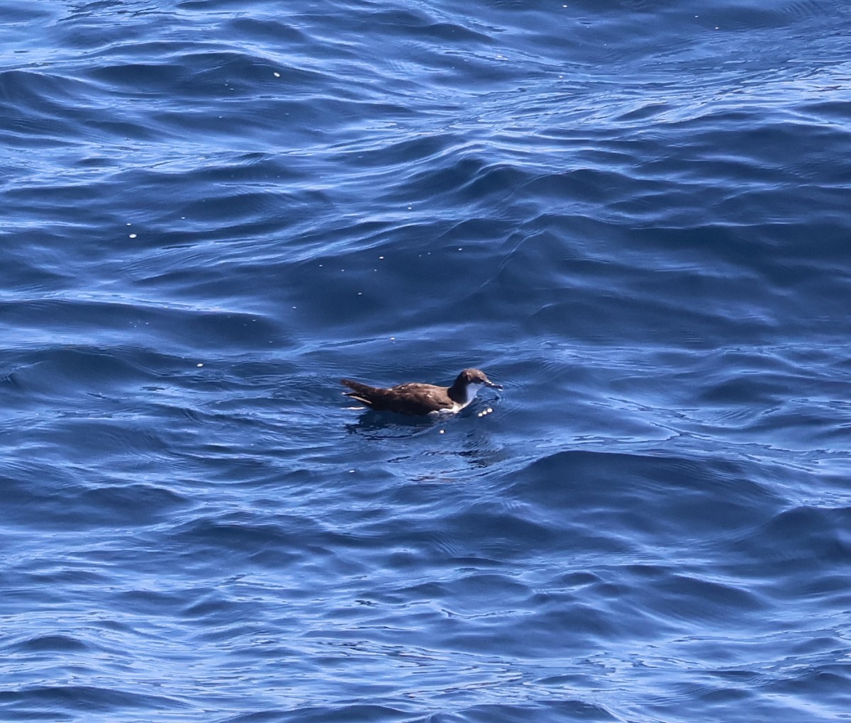 Galapagos Shearwater - ML622048959