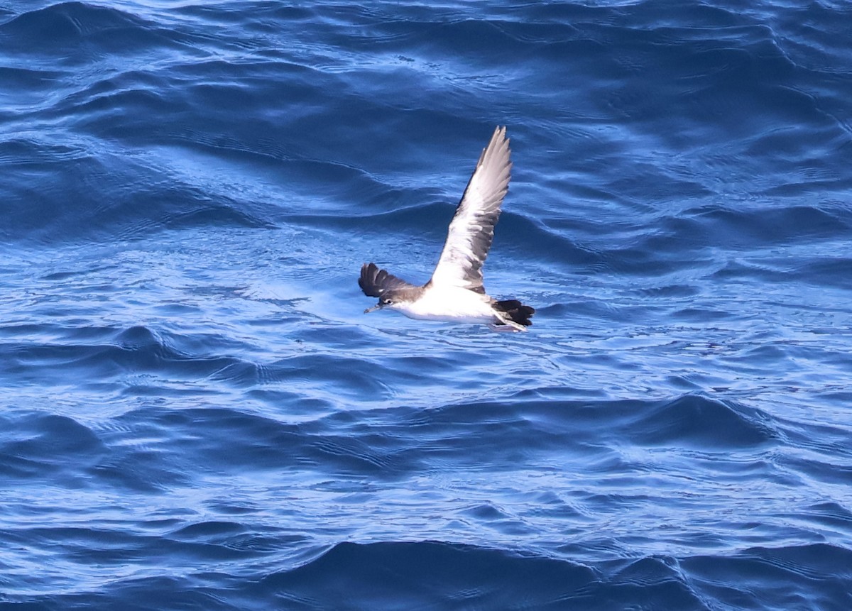 Galapagos Shearwater - ML622048960