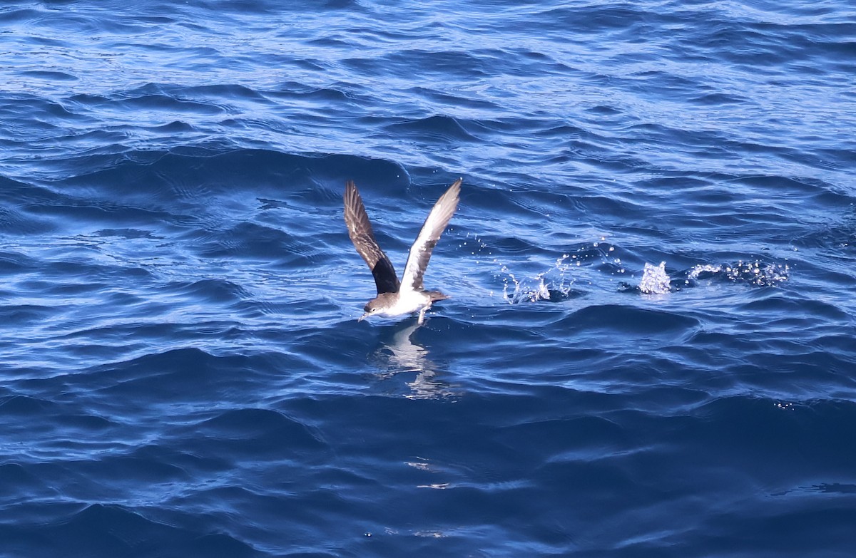 Galapagos Shearwater - ML622048961