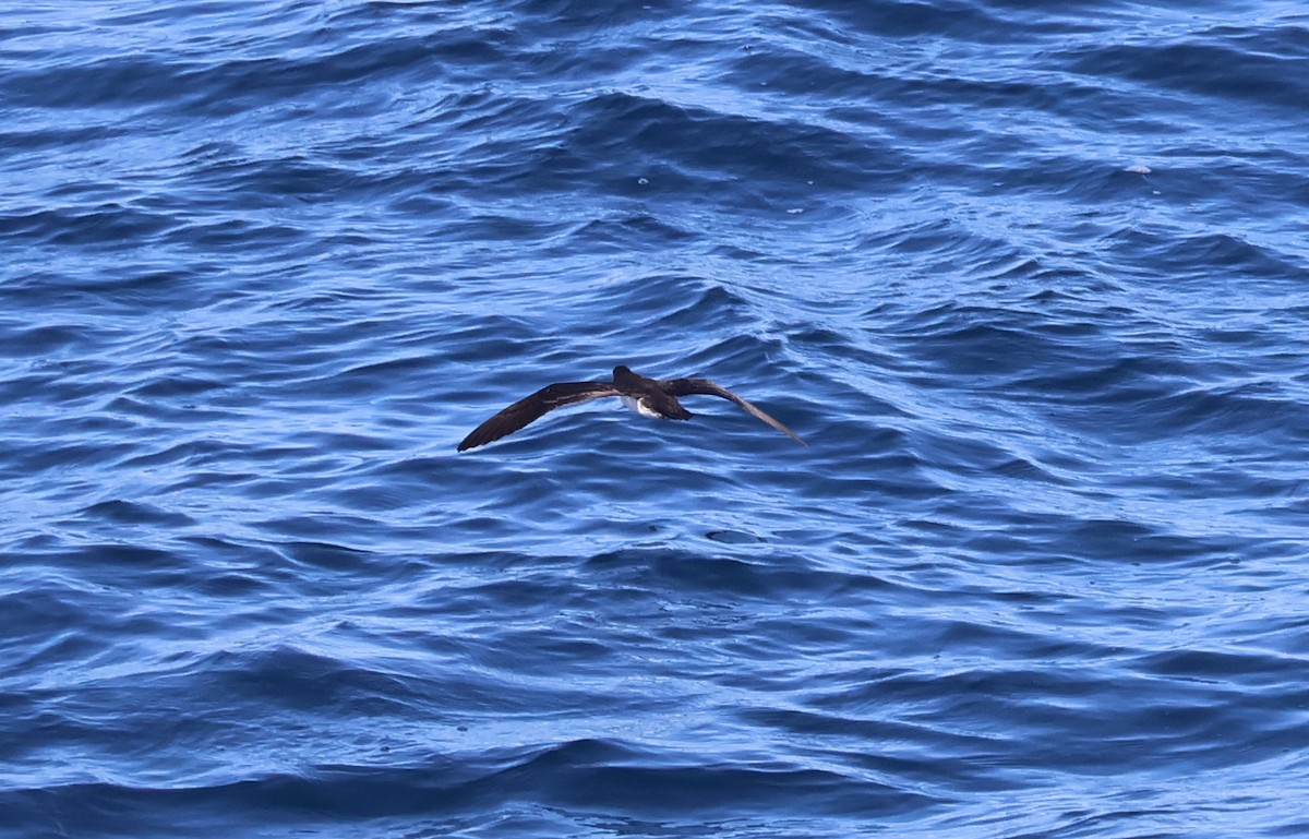 Galapagos Shearwater - ML622048962