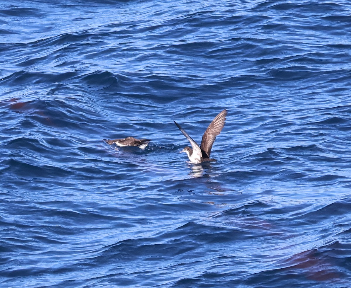 Galapagos Shearwater - ML622048963