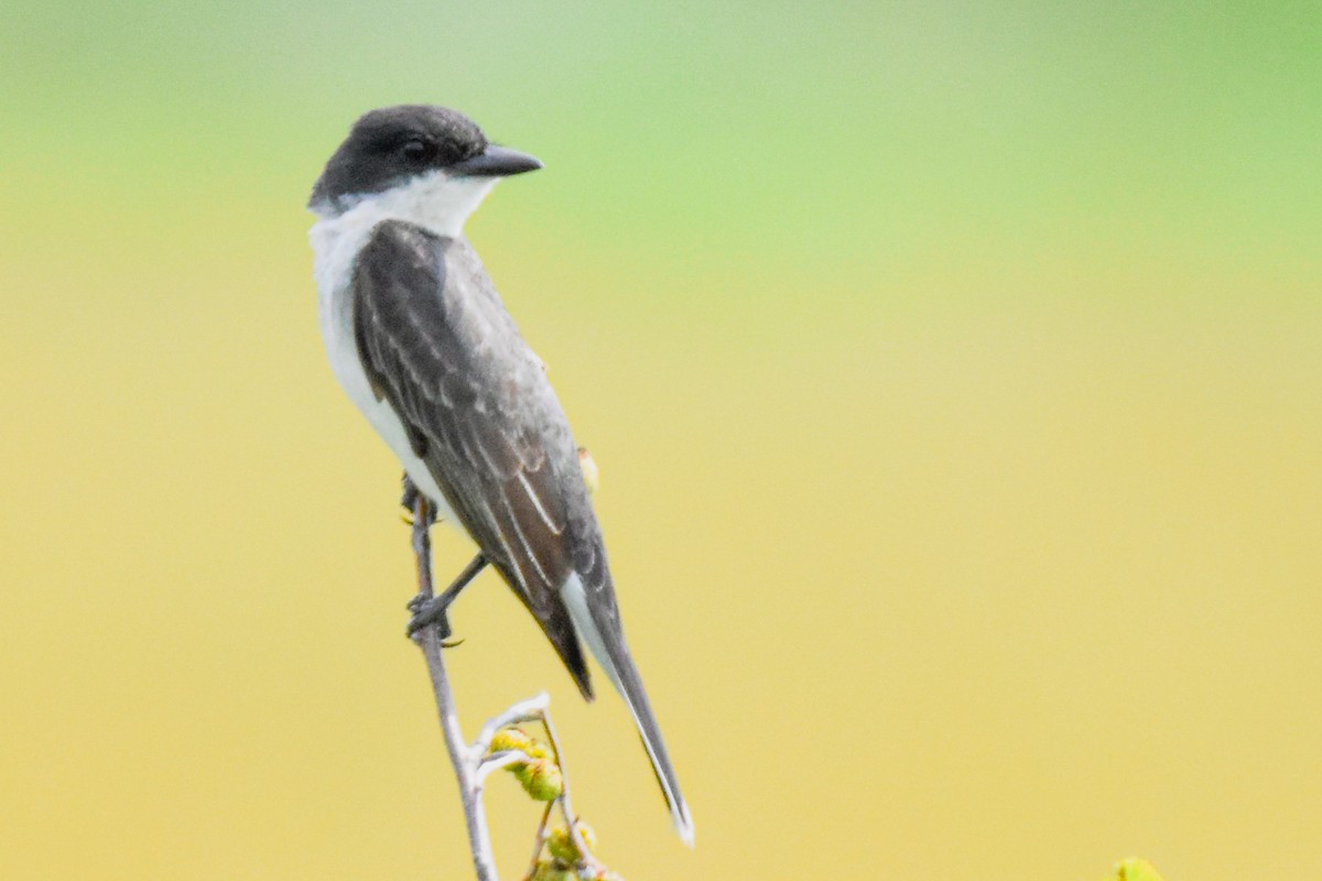 Eastern Kingbird - ML622048964