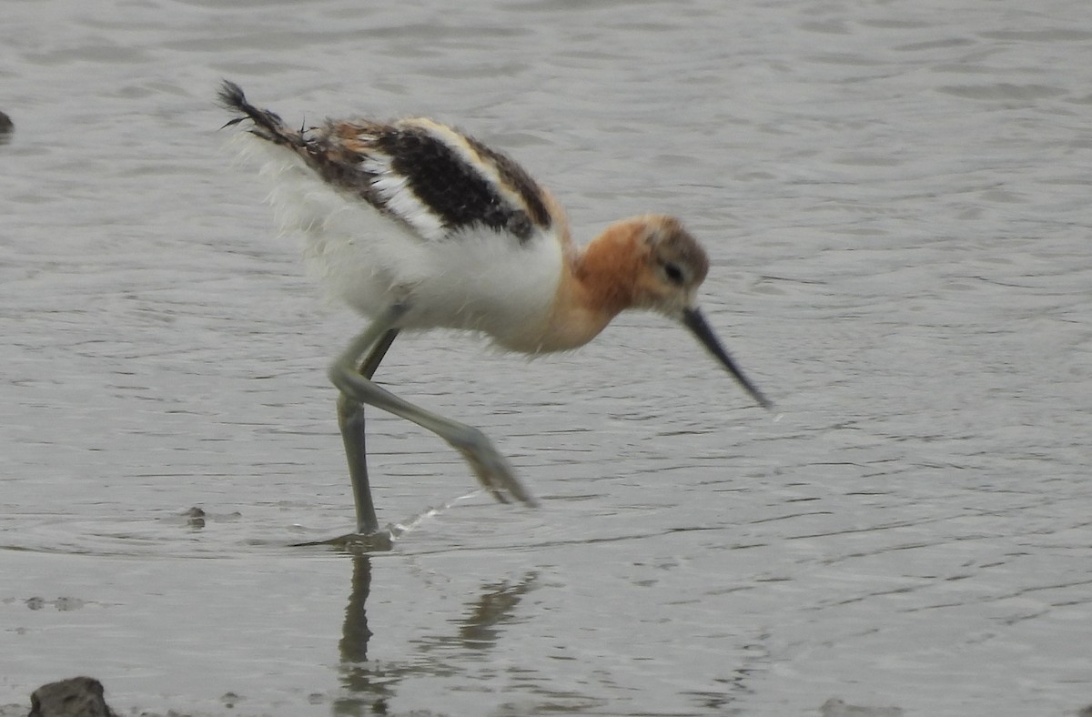 American Avocet - Erica Kawata