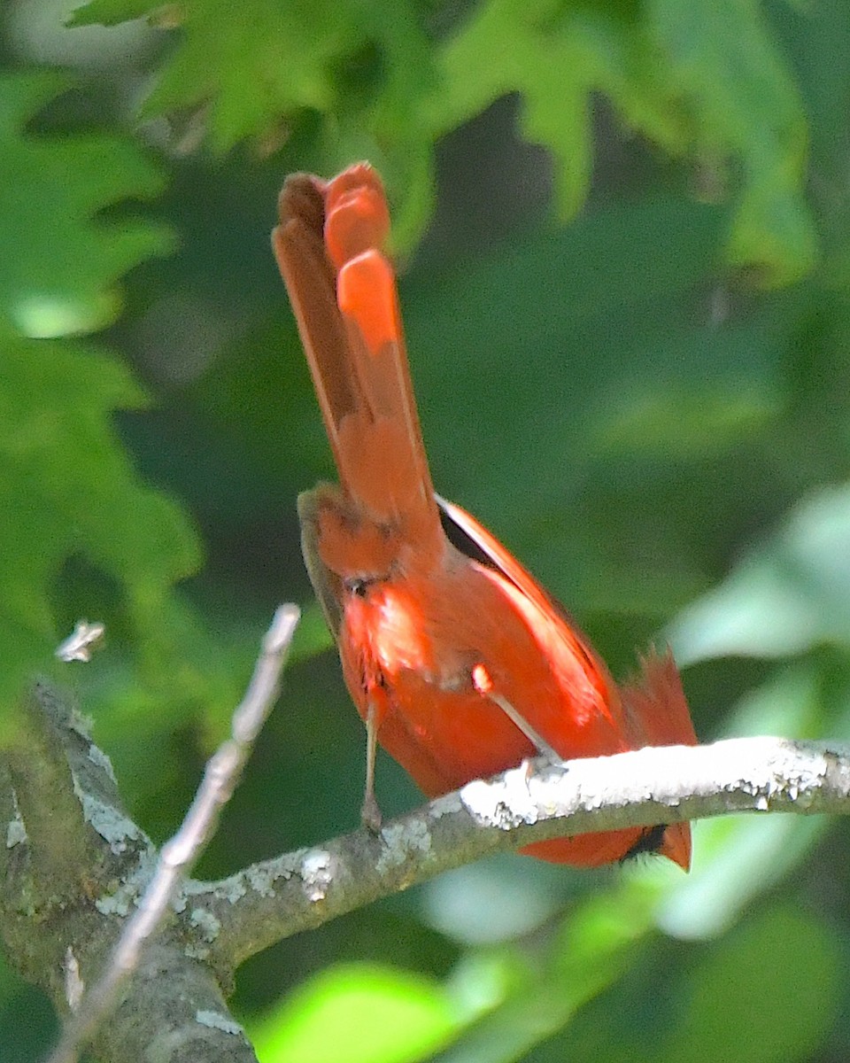 Northern Cardinal - ML622048969