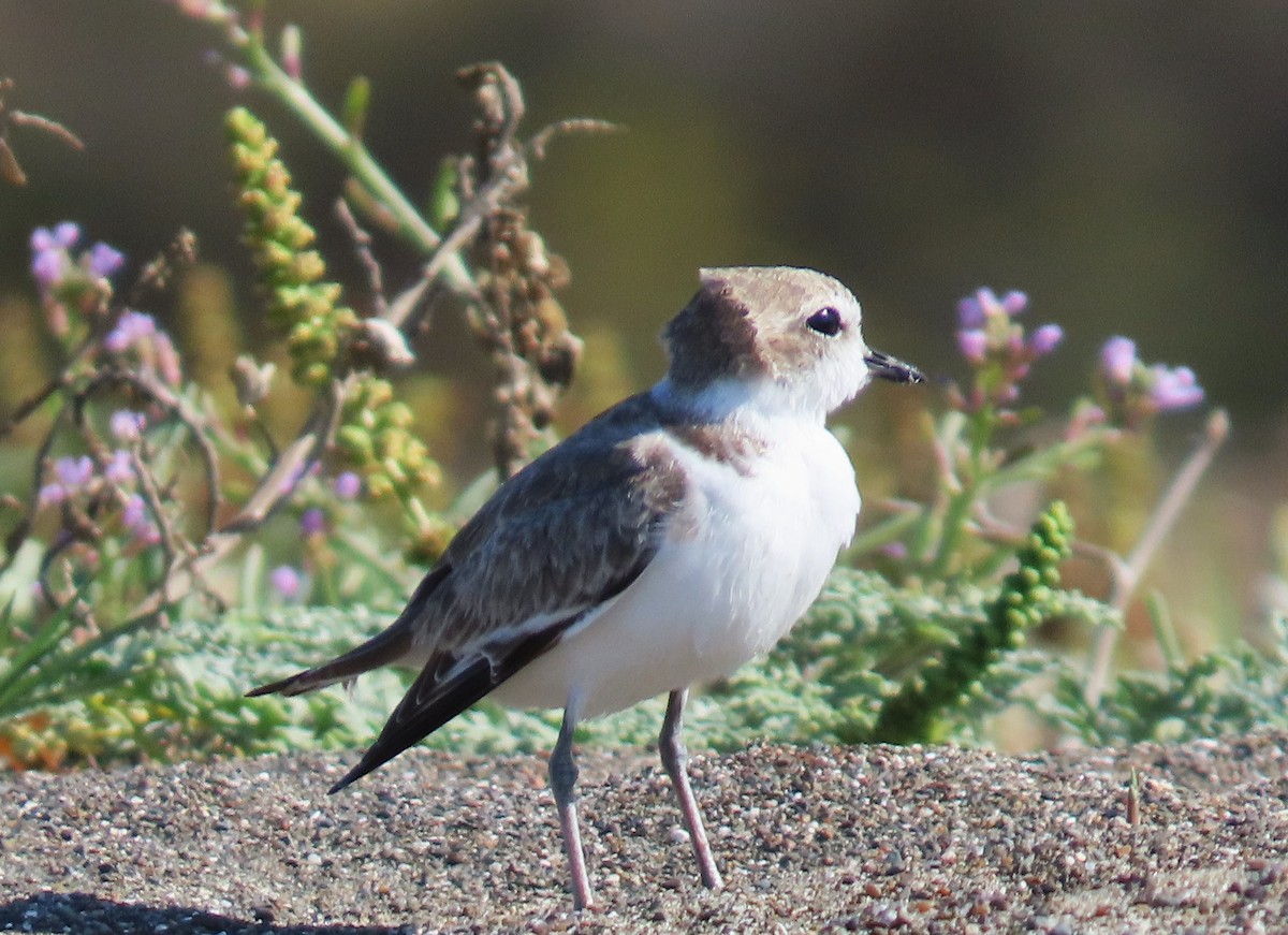 Snowy Plover - ML622048972