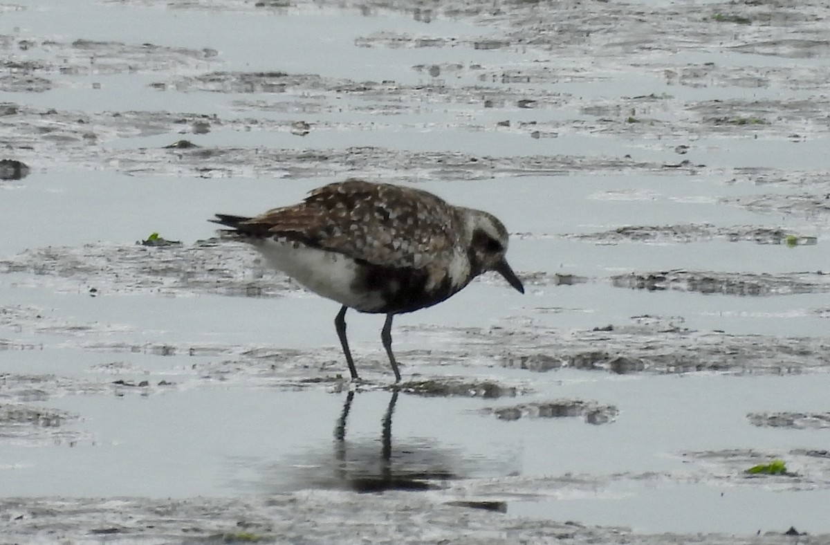 Black-bellied Plover - ML622048974