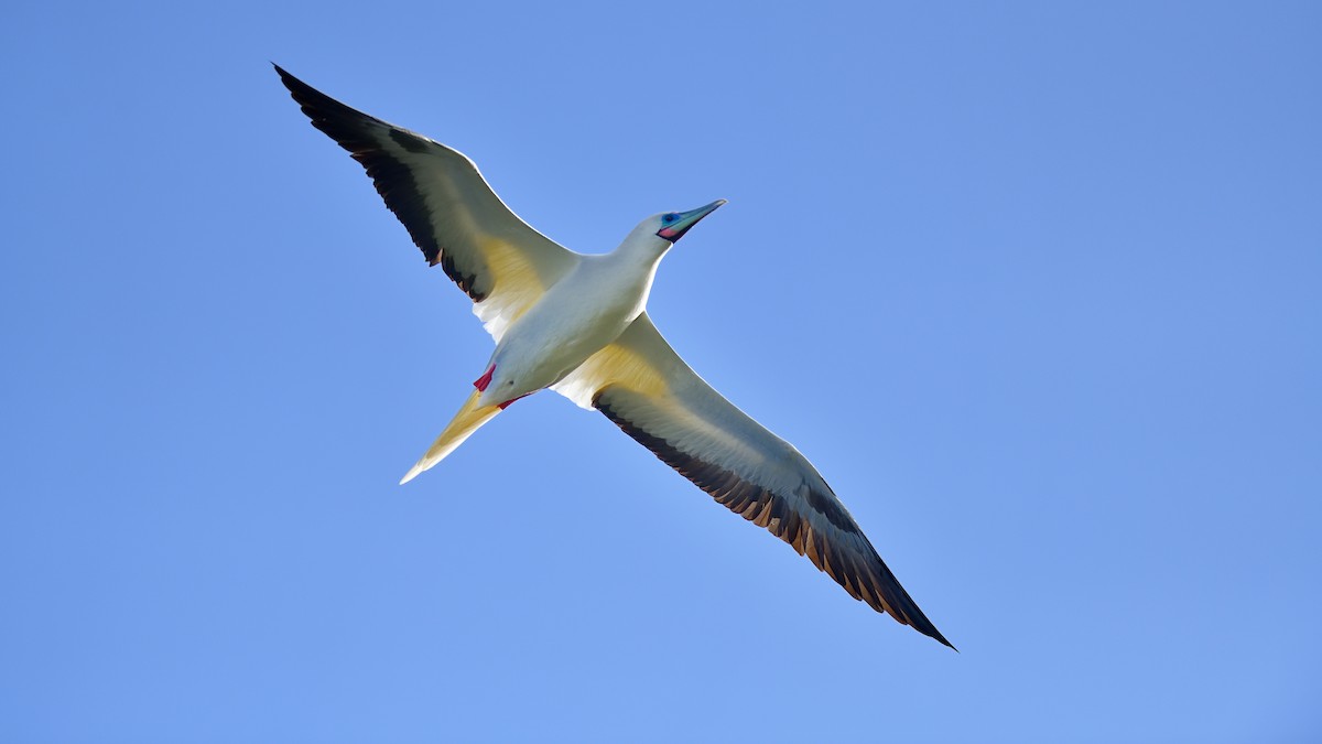 Red-footed Booby - ML622048994