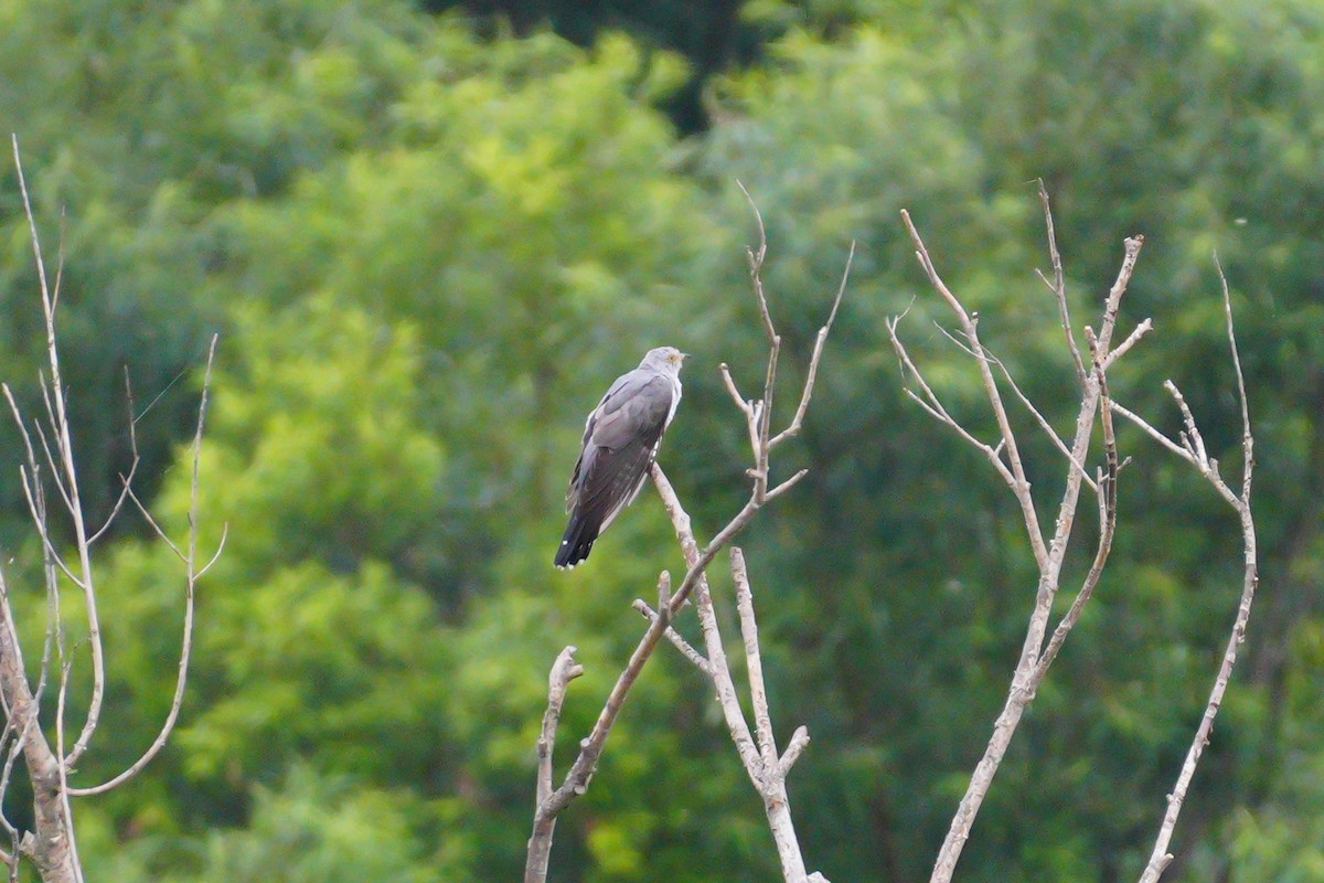 Common Cuckoo - ML622049004