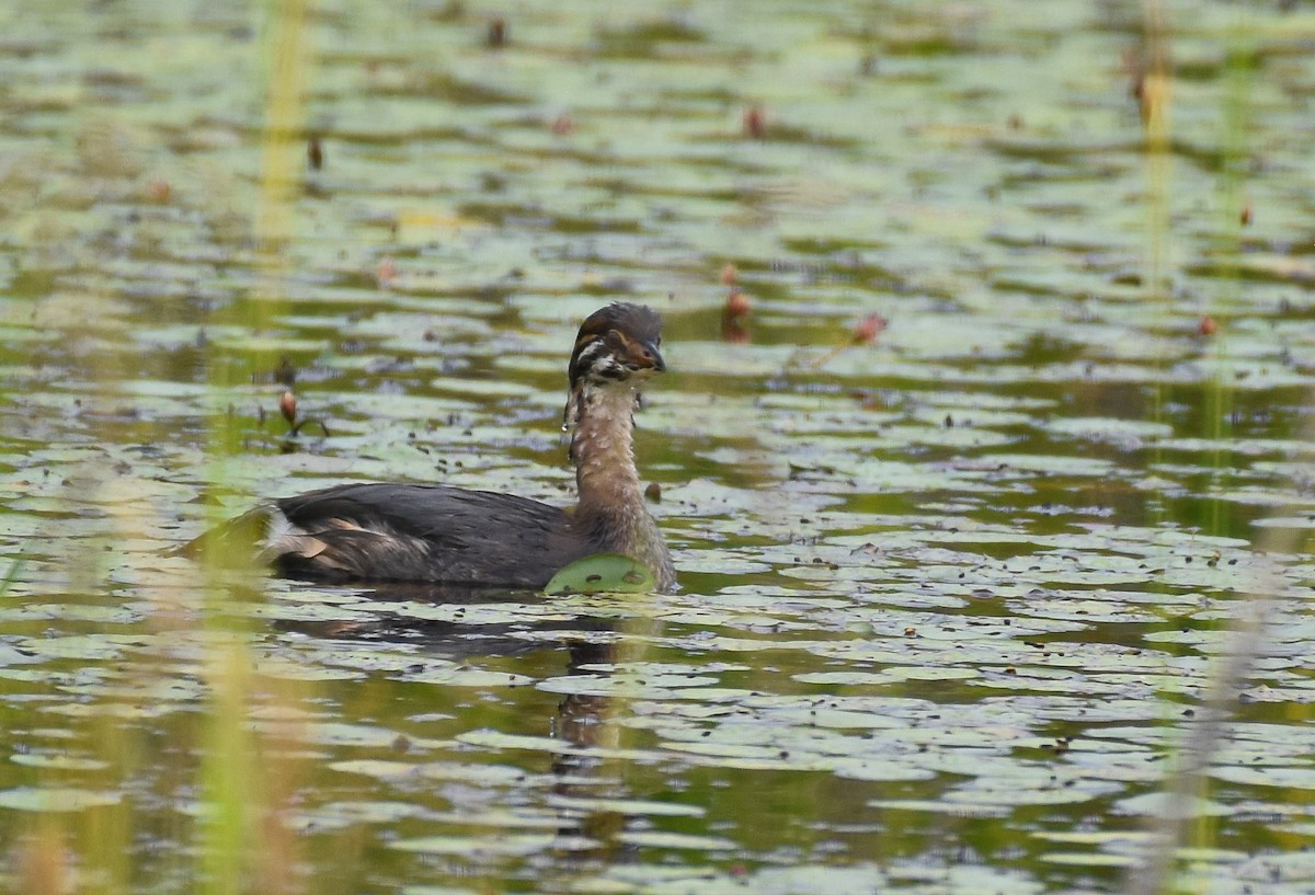 Pied-billed Grebe - ML622049008